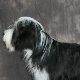 Bearded Collies from Blue Moon Beardies