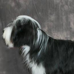 Bearded Collies from Blue Moon Beardies