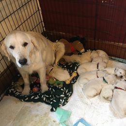 Golden Retriever Puppies from Golden Retriever Street