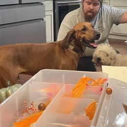 Na - Rhodesian Ridgeback