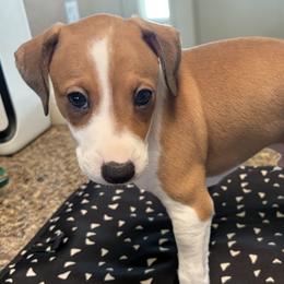 Italian Greyhound Puppies from Desert Sky Italian Greyhounds
