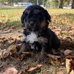 Peppermint Patty - Tri-color female Bernedoodle puppy in Lancaster, Missouri from Cavapoo Acres