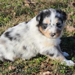 Nova - Blue merle female Australian Shepherd puppy in Kansas, Oklahoma from Windy G Farm