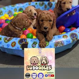 Goldendoodle Puppies from Lu Doodles