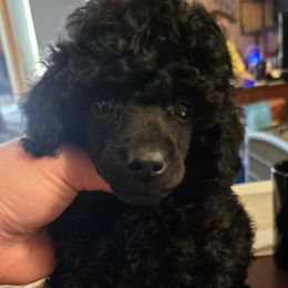Jafar - Black Poodle puppy in Abbeville, Louisiana from Regatta Kennels