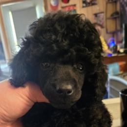 Jafar - Black Poodle puppy in Abbeville, Louisiana from Regatta Kennels