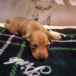 1 - Red Miniature Pinscher puppy in Phelan, California from Desert Rose Kennel