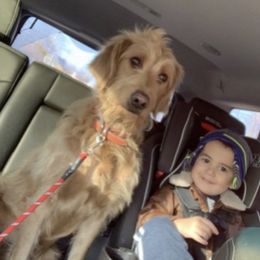 Dixie - Goldendoodle