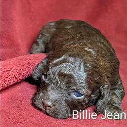 Billie Jean - Brown and tan female Cockapoo puppy in Sunset, Louisiana from Cano Cockapoos