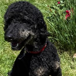 Poodles from Little Paws Poodles