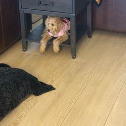 Aussiedoodle, Goldendoodle, and Labradoodle Puppies from Loving Doodle