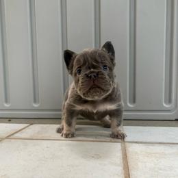 Ozzy - Blue male French Bulldog puppy in Lenora, Kansas from North Fork Frenchies