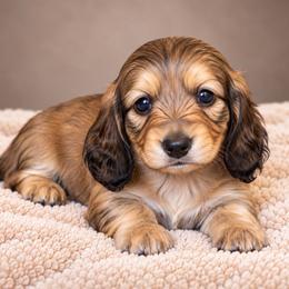 Gus - Red male Dachshund puppy in Mountainburg, Arkansas from Farm House miniatures