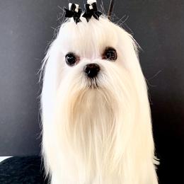 Ulla - Maltese