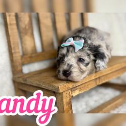 Sandy - Blue merle female Assorted Doodle Crosses puppy in Garland, Texas from Brewer's Doodles and French Bulldogs