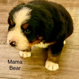 Mama Bear OFA - Black rust and white female Bernese Mountain Dog puppy in Strasburg, Ohio from Lois Allison