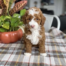 Mistletoe - Red  female Goldendoodle puppy in St George, Utah from Doodle Bears of Southern Utah
