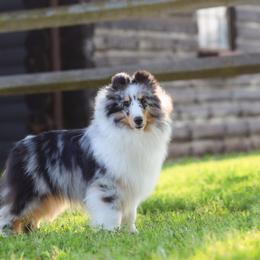 Britto - Shetland Sheepdog