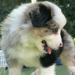Miniature American Shepherd Puppies from AKC Emerald Minis
