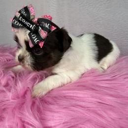 Carmello - Tricolor female Shih Tzu puppy in Columbia, Kentucky from Lisa Bandy Luxe Shih Tzu
