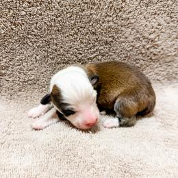 Twix (Fluffy) - Red male Pembroke Welsh Corgi puppy in Phelan, California from Desert Sunset Pembroke Welsh Corgis