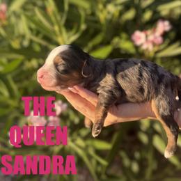 The Queen. Sandra - Merle female Bernedoodle puppy in Gilbert, Arizona from Safe Havynn Doodles
