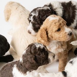 Poodles from Thompson Family