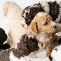 Poodles from Thompson Family