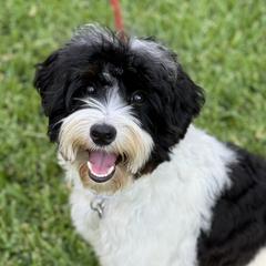 Willow - Australian Labradoodle