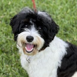 Willow - Australian Labradoodle