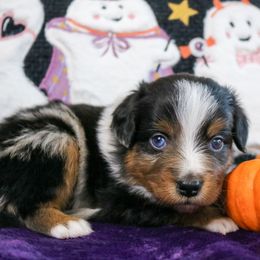 Tarot - Blue merle male Miniature Australian Shepherd puppy in Melbourne, Florida from True Spirited Aussies