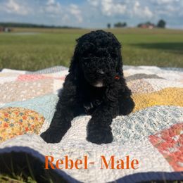 Rebel (Orange) - Silver male Poodle puppy in West Monroe, Louisiana from Diamond M Poodles and Doodles