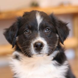 Big Sky - Black tri-color Australian Shepherd puppy in Noxon, Montana from MITIN Aussies AKC Standard Australian Shepherds