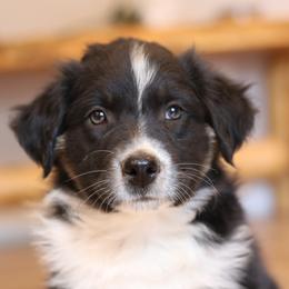 Big Sky - Black tri-color Australian Shepherd puppy in Noxon, Montana from MITIN Aussies AKC Standard Australian Shepherds