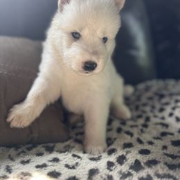 Pomsky and Siberian Husky Puppies from Osiris’s Siberians & Pomskies