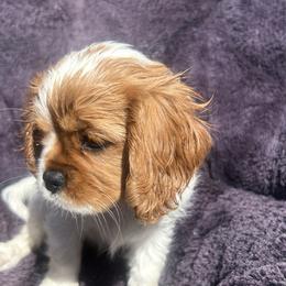 Cavalier King Charles Spaniel, Cavapoo, Companion Cross, and Pomeranian Puppies from MirVit Happy Tails Puppies
