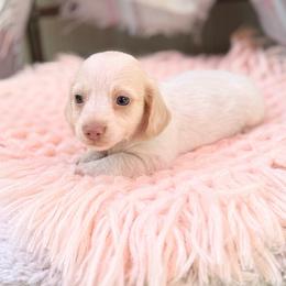 Champagne - Cream female Dachshund puppy in Decatur, Mississippi from KP Dachshunds