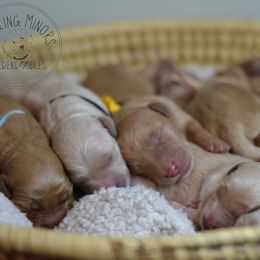 Goldendoodle Puppies from Doodling Minors