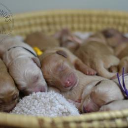 Goldendoodle Puppies from Doodling Minors