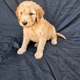 Labradoodle Puppies from Jesus Castro