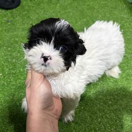 Ugo - Black and white male Shih Tzu puppy in Bourne, Massachusetts from Shih Tzu Pups