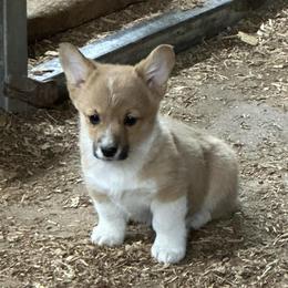 Green - Fawn female Pembroke Welsh Corgi puppy in Wyoming, Illinois from Cardinal Corgis