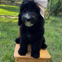 Fernie - female Australian Mountain Doodle puppy in Claremont, North Carolina from Magnolia Grove Farms