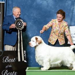 Angus - Clumber Spaniel