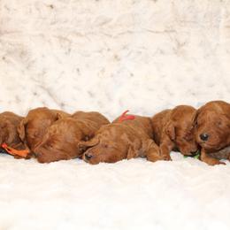 Bernedoodle, Bernese Mountain Dog, Cavapoo, Goldendoodle, and Poodle Puppies from Happy Valley Puppies