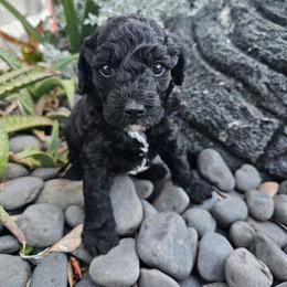 Zoey - Black female Poodle puppy in Daytona Beach, Florida from Beach Doodles
