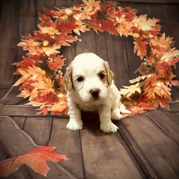 Comet - Blenheim male Cavapoo puppy in Bradenton, Florida from Christianna’s Mini Goldendoodles