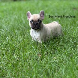 Lily - Fawn female French Bulldog puppy in Chase City, Virginia from Sunnyfield Frenchies