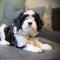 Cavachon, Cavalier King Charles Spaniel, and Cavapoo Puppies from Cavachon Love