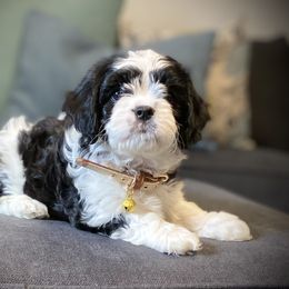 Cavachon, Cavalier King Charles Spaniel, and Cavapoo Puppies from Cavachon Love